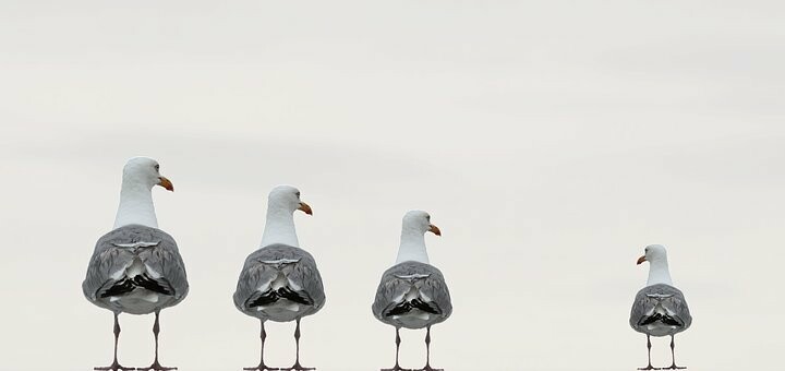 gulls-2662550__340