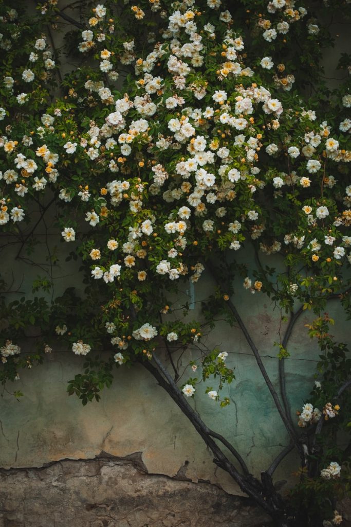 white petaled flowers