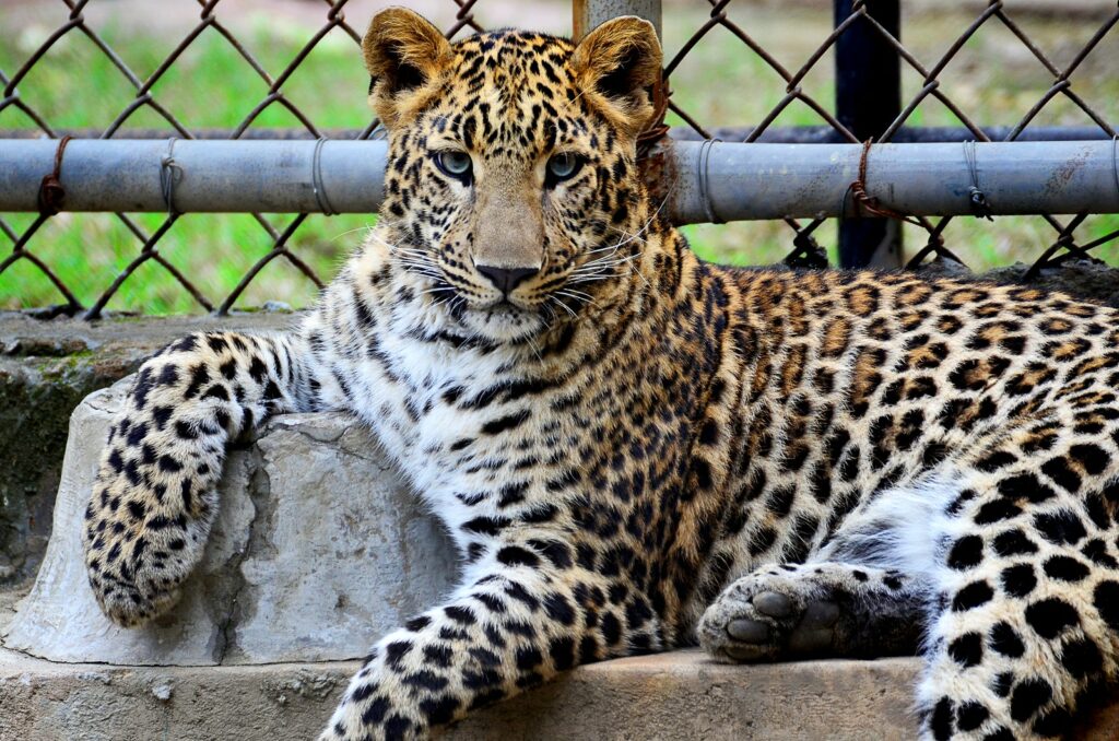 Wild Cat Inside A Cage