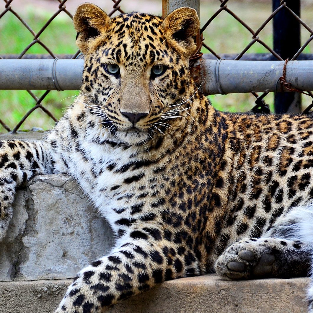 Wild Cat Inside A Cage