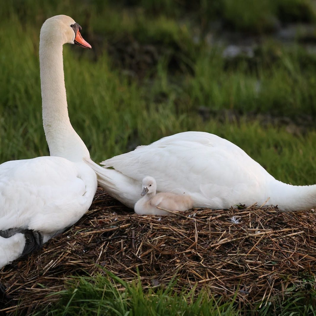 Cygnet with Mom and Dad. 6:00 am. May 8, 2023. Stamford, CT