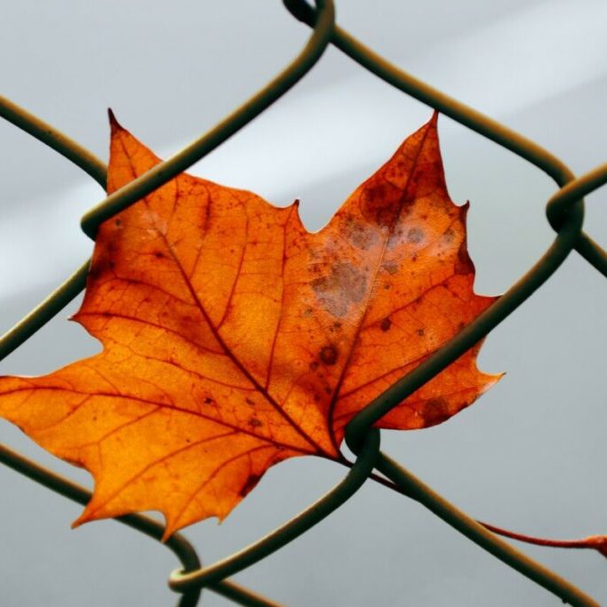 red maple leaf on black wire fence
