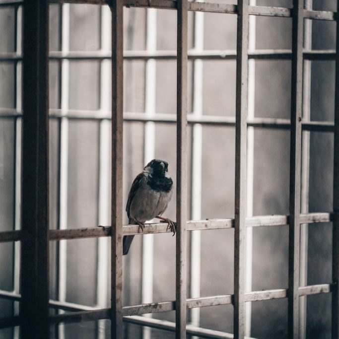 Photo by M Shiva brown bird on black metal window
