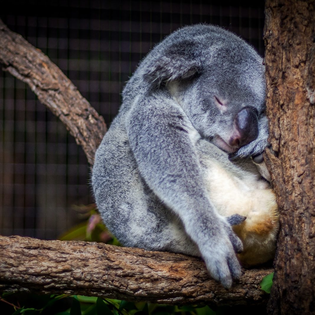 koala sleeping in the tree