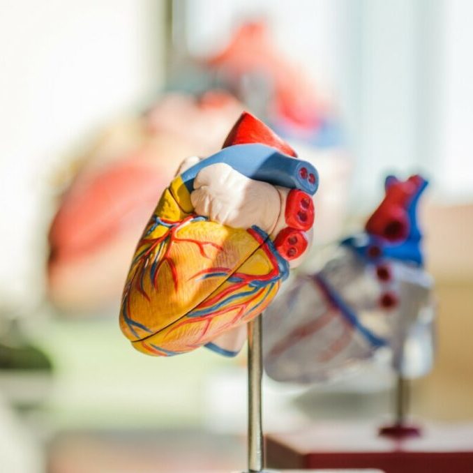 Photo par jesse orrico selective focus photography of heart organ illustration