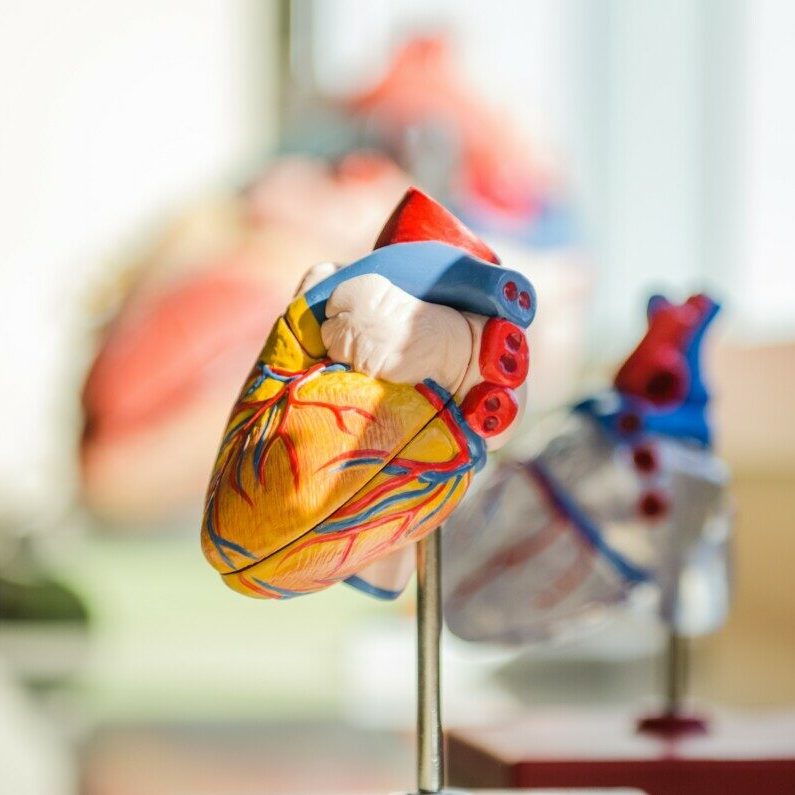 selective focus photography of heart organ illustration